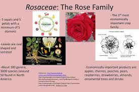 Attēlu rezultāti vaicājumam “Rosaceae”