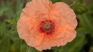 Attēlu rezultāti vaicājumam “Papaver rhoeas flower”