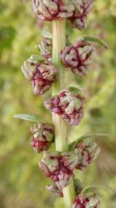 Image result for Beta vulgaris