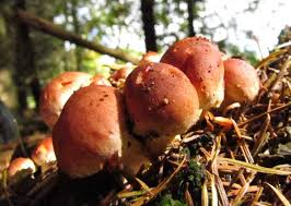 Attēlu rezultāti vaicājumam “Hypholoma lateritium”