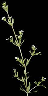 Attēlu rezultāti vaicājumam “Galium trifidum”