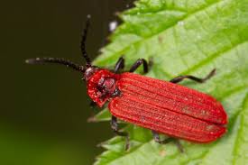 Attēlu rezultāti vaicājumam “Lopheros rubens”