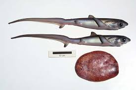 Image result for Alopias pelagicus