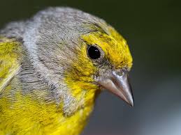 Image result for Carduelis citrinella