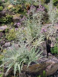 Image result for Ptilostemon afer