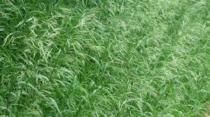 Attēlu rezultāti vaicājumam “Bromopsis inermis leaf”