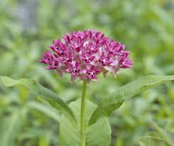 Attēlu rezultāti vaicājumam “Acer pseudoplatanus fo. purpurascens flower”