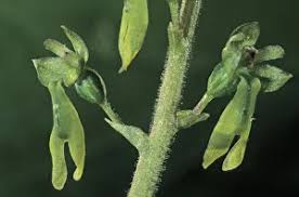 Attēlu rezultāti vaicājumam “Listera ovata”