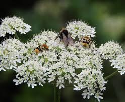 Attēlu rezultāti vaicājumam “Trichius fasciatus imago”