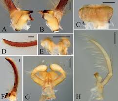 Attēlu rezultāti vaicājumam “Aphodius subterraneus imago”