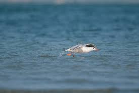 Image result for Chroicocephalus genei