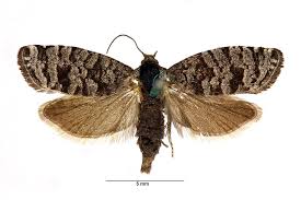 Attēlu rezultāti vaicājumam “Retinia resinella”