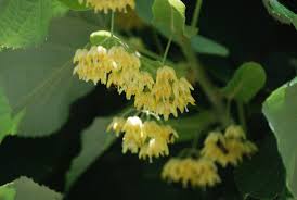 Attēlu rezultāti vaicājumam “Tilia tomentosa flower”