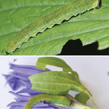 Attēlu rezultāti vaicājumam “Tenthredo scrophulariae exuvia”