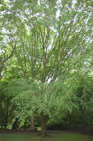 Attēlu rezultāti vaicājumam “Carpinus”