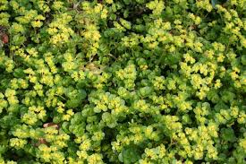 Attēlu rezultāti vaicājumam “Chrysosplenium alternifolium fruit”
