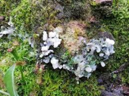 Attēlu rezultāti vaicājumam “Didymium annulisporum”