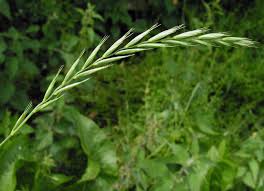 Attēlu rezultāti vaicājumam “Elymus caninus”