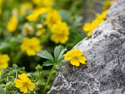 Attēlu rezultāti vaicājumam “Potentilla reptans”