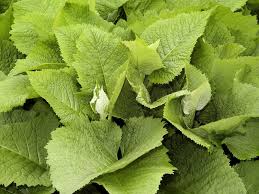 Attēlu rezultāti vaicājumam “Telekia speciosa leaf”