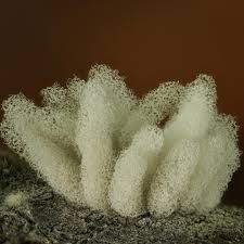 Attēlu rezultāti vaicājumam “Physarum auriscalpium sessile”