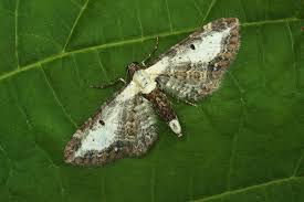 Attēlu rezultāti vaicājumam “Eupithecia succenturiata”