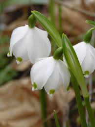 Attēlu rezultāti vaicājumam “Leucojum vernum var. vernum flower”
