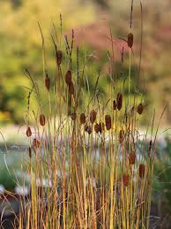 Image result for Rohrkolben