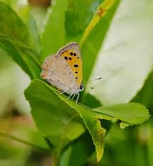 Attēlu rezultāti vaicājumam “Lycaena phlaeas”