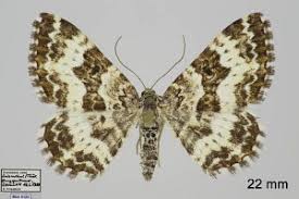 Attēlu rezultāti vaicājumam “Epirrhoe tristata imago”