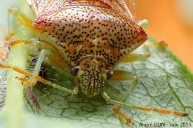 Attēlu rezultāti vaicājumam “Elasmucha grisea imago”