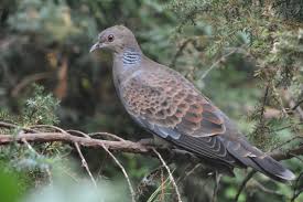 Image result for Streptopelia orientalis