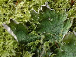 Attēlu rezultāti vaicājumam “Peltigera leucophlebia”