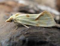 Attēlu rezultāti vaicājumam “Agapeta hamana”