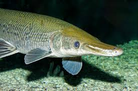 Image result for Atractosteus spatula