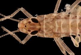 Attēlu rezultāti vaicājumam “Ephemeroptera larvae”