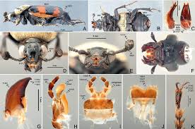 Attēlu rezultāti vaicājumam “Silphidae”