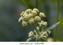 Attēlu rezultāti vaicājumam “Levisticum officinale flower”