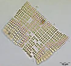 Attēlu rezultāti vaicājumam “Gloeocapsa rupestris”