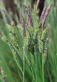 Attēlu rezultāti vaicājumam “Carex nigra”