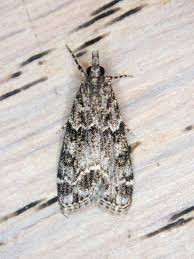 Attēlu rezultāti vaicājumam “Eudonia lacustrata”