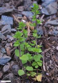 Attēlu rezultāti vaicājumam “Veronica arvensis leaf”