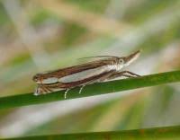 Attēlu rezultāti vaicājumam “Crambus silvella”