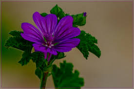 Image result for Malve