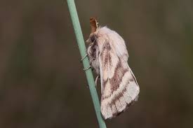 Attēlu rezultāti vaicājumam “Malacosoma castrensis”