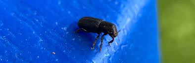 Attēlu rezultāti vaicājumam “Hylastes sp.”