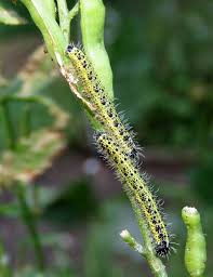 Attēlu rezultāti vaicājumam “Pieris brassicae underside”