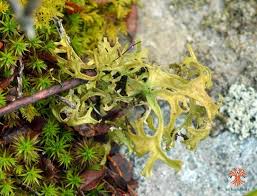 Attēlu rezultāti vaicājumam “Cetraria sepincola”