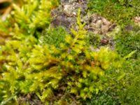 Attēlu rezultāti vaicājumam “Homalothecium sericeum”