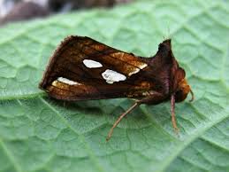 Attēlu rezultāti vaicājumam “Plusia festucae”